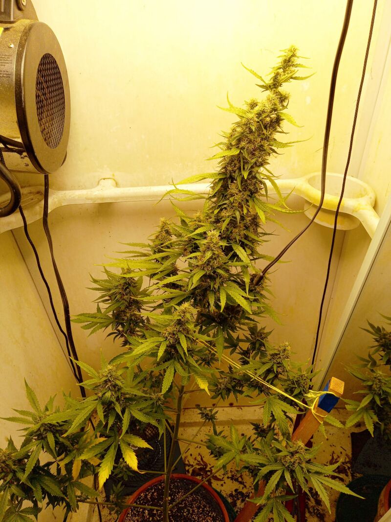 Pineapple Muffin Auto, Фасовка: 3, изображение 5